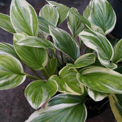 Hosta 'Royal Charmer'